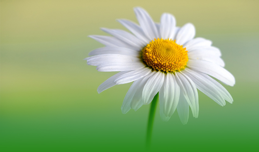 Imagen de una flor para plantar en jardín en primavera