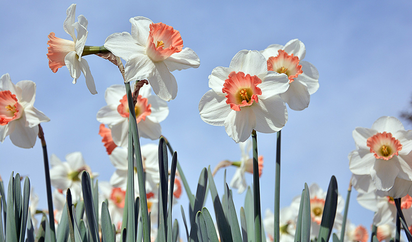 Vista de Narcisos plantados en jardín.