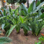 Trabajos de Jardinería en urbanización de Playa de San Juan: Poda de plantas