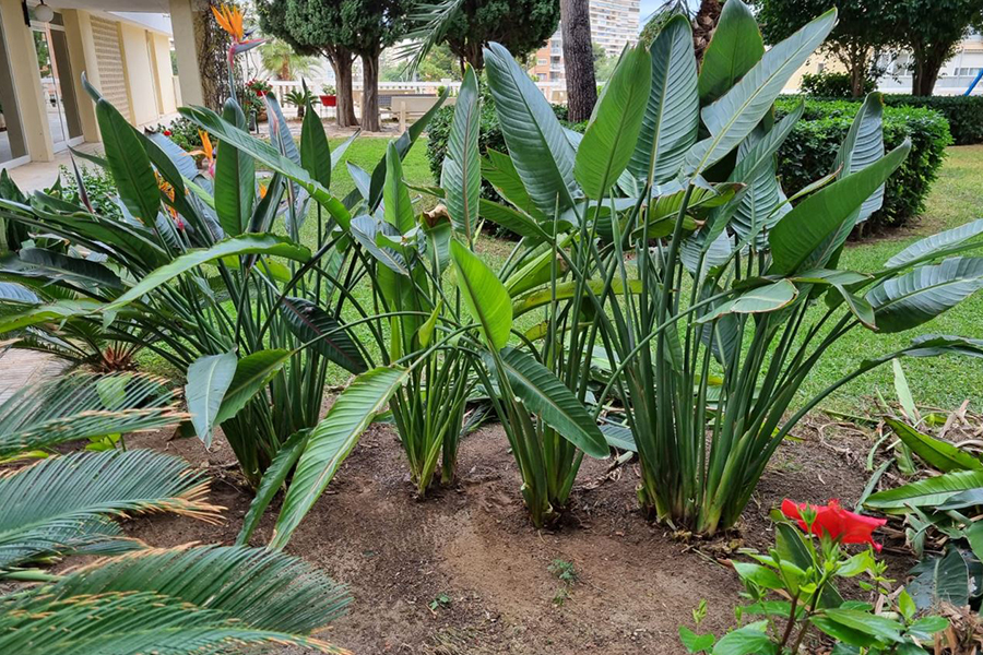 Poda de plantas en urbanización de Playa de San Juan.