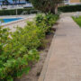 Trabajos de Jardinería en urbanización de Playa de San Juan: Mantenimiento de Hibiscus