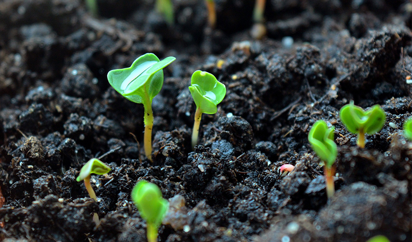 Vista de los primeros tallos de Rúcula reciéntemente plantados en un huerto.