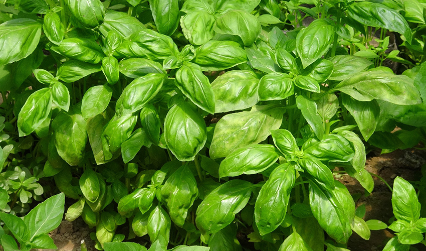 Vista de una mata de Albahaca plantada.