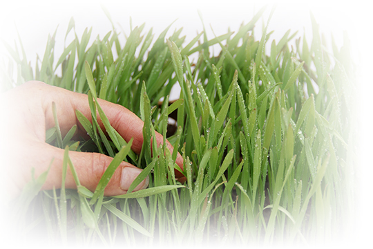 Servicio de plantación, cuidados y tratamientos del césped y grama.