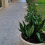 Jardinería en urbanización de Playa de San Juan