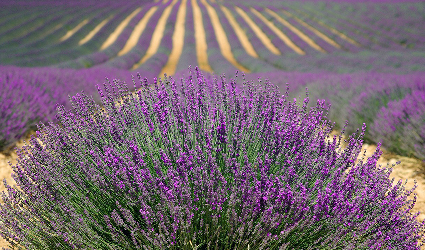 Vista de una plantación de Lavanda.