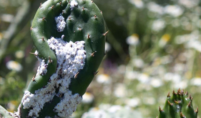 Vista de una plaga de cCochinilla algodonosa sobre un cactus.