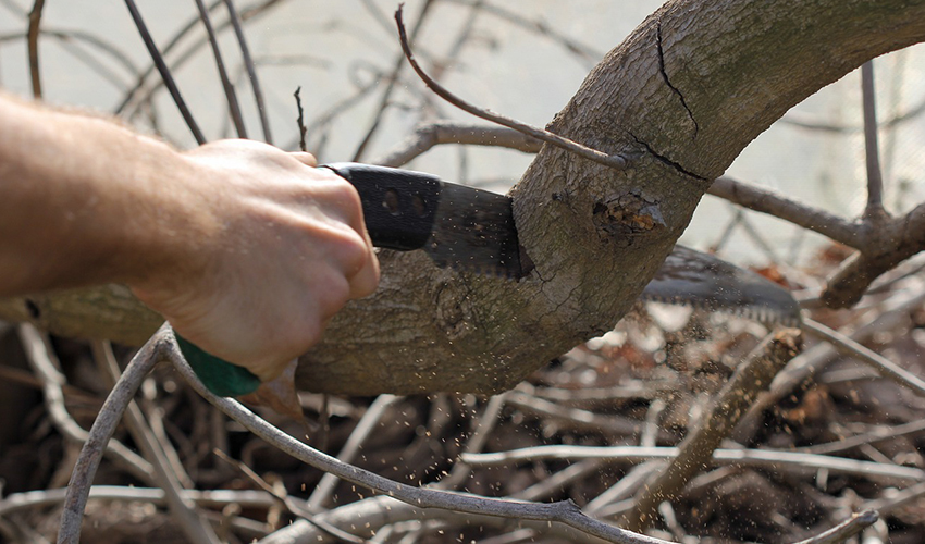 Jardinero podando un árbol