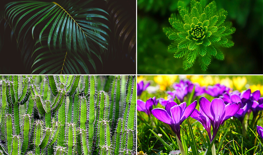 Vista de 4 variedades de tipos de plantas.