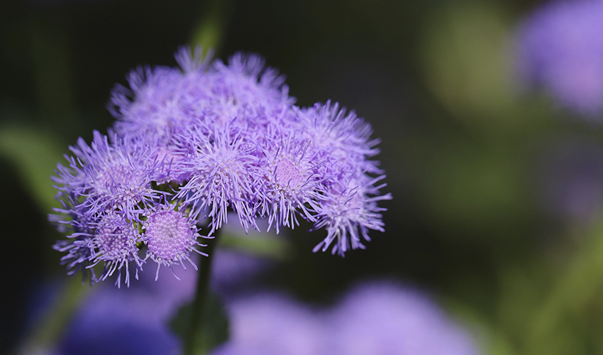 El Ageratum es una especie de flor considerada como rara.