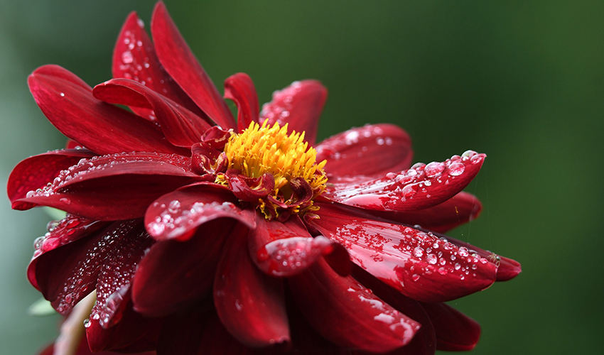 La Dalia roja es quizá una de las plantas de otoño con flor más buscadas.