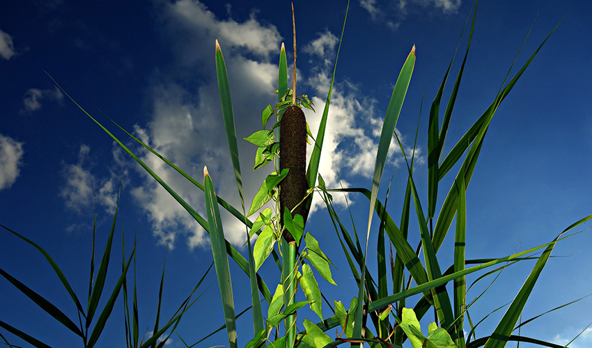 Vista de una Typha