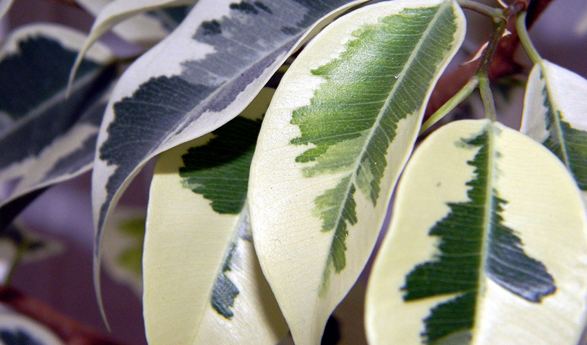 Vista de un ficus de hoja grande enfermo