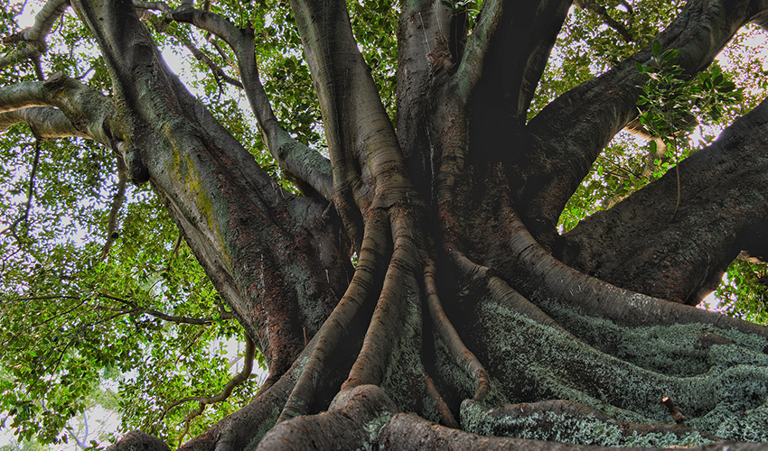 Enfermedades de los ficus de hojas grandes