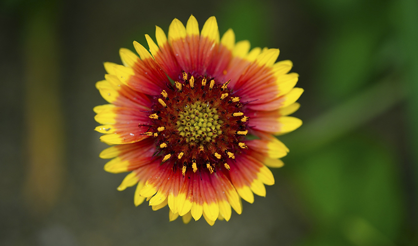 La Gaillardia es quizá una de las flores de otoño más llamativas.