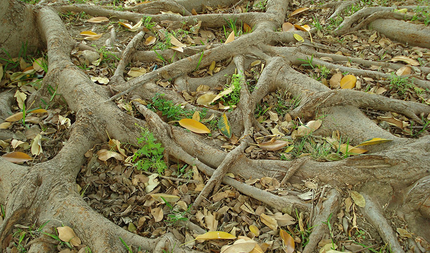 Vista de un ficus con hojas amarillas caídas