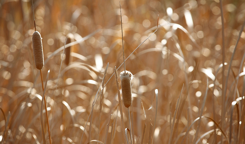 Vista de una plantación de Enea (typha)