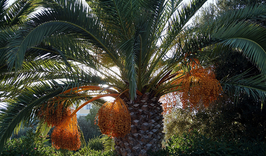 Vista de una palmera datilera libre de picudo rojo tras realizar una fumigación de palmeras contra el picudo rojo.