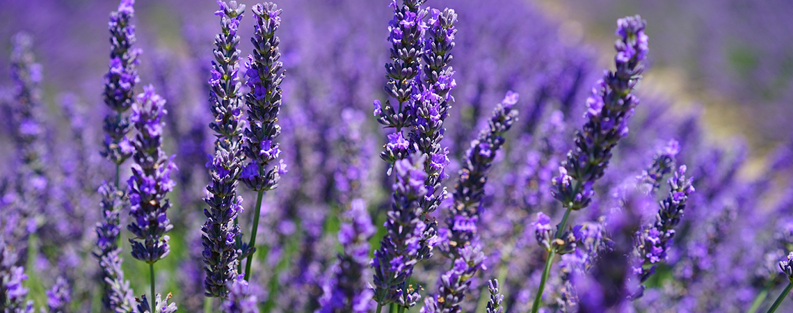 Plantas autóctonas de Alicante: Lavanda